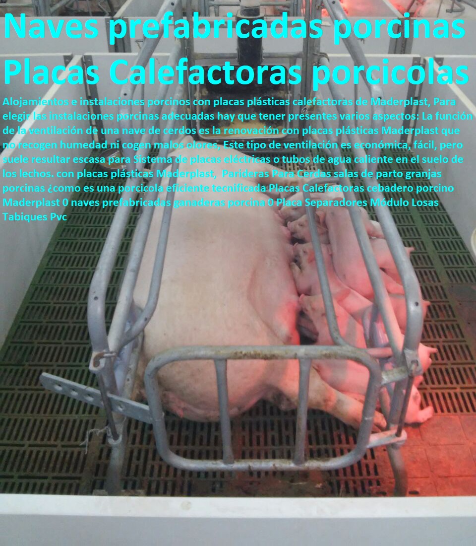 Parideras Para Cerdas salas de parto granjas porcinas ¿como es una porcicola eficiente tecnificada Placas Calefactoras cebadero porcino Maderplast 0 naves prefabricadas ganaderas porcina 0 Placa Separadores Módulo Losas Tabiques Pvc Parideras Para Cerdas salas de parto granjas porcinas ¿como es una porcicola eficiente tecnificada Placas Calefactoras cebadero porcino Maderplast 0 naves prefabricadas ganaderas porcina 0 Placa Separadores Módulo Losas Tabiques Pvc